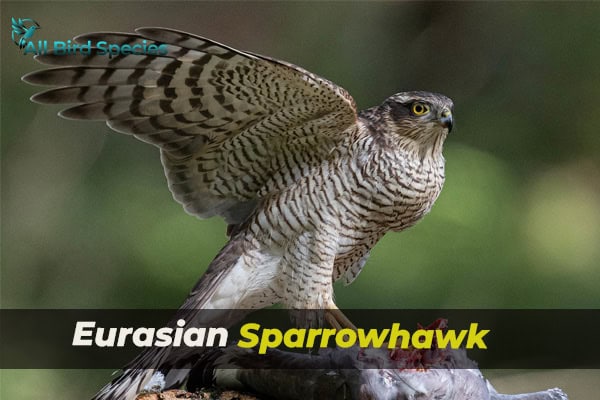 Eurasian Sparrowhawk