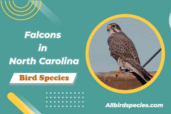 Falcons in North Carolina