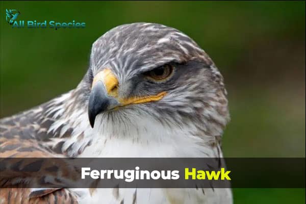 Ferruginous Hawk