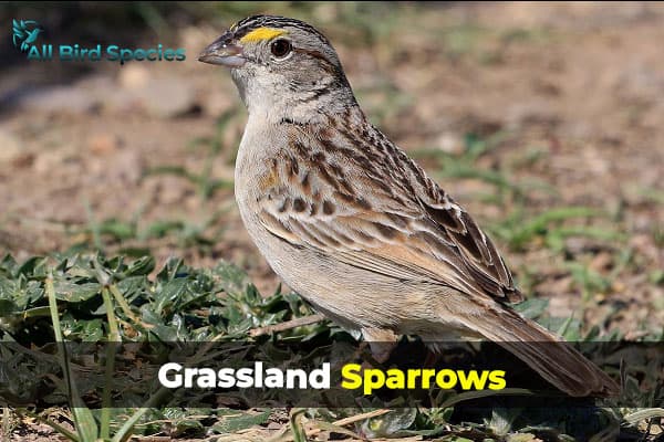 Grassland sparrows