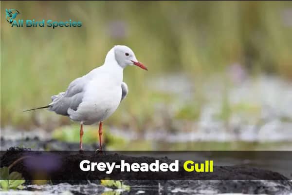 Grey-Headed Gull