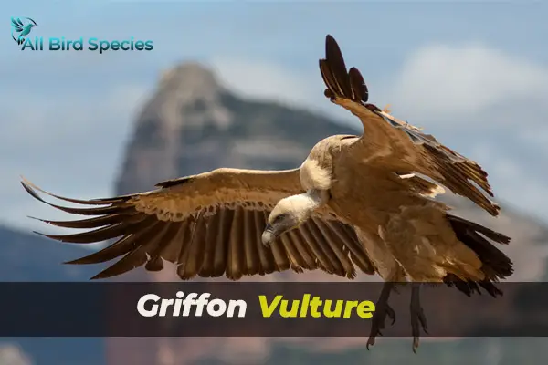 Griffon Vulture