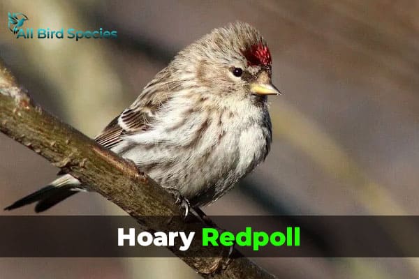 Hardy Common Redpoll