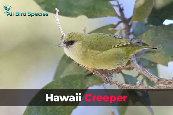 Hawaii Creeper