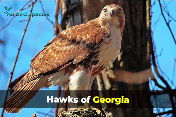 Hawks In Georgia