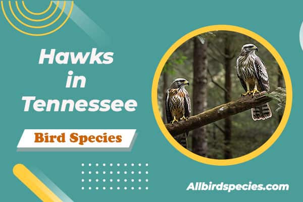 Hawks in Tennessee