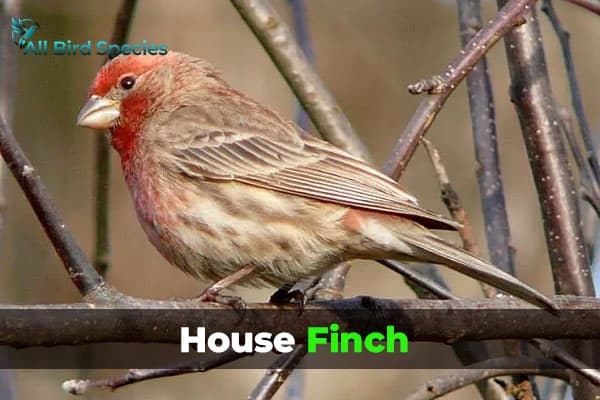 House Finch