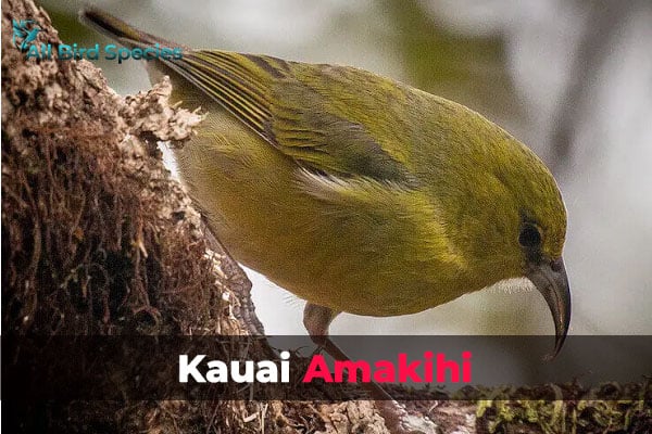 Kauai Amakihi