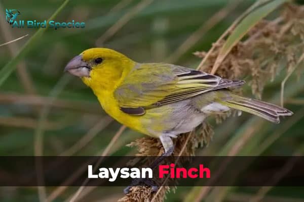 Laysan Finch