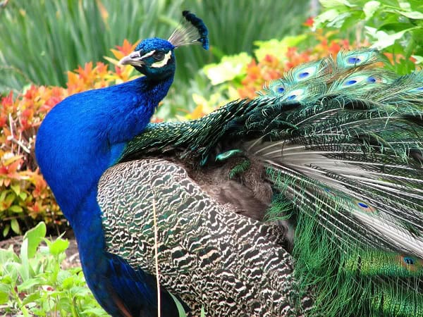 Male Peafowl spread their feathers