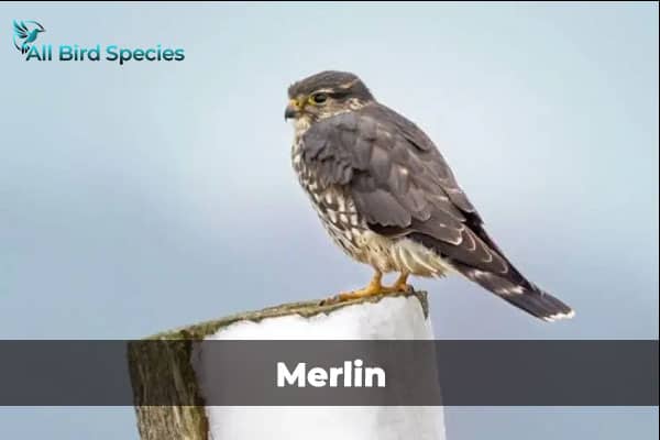 Merlin