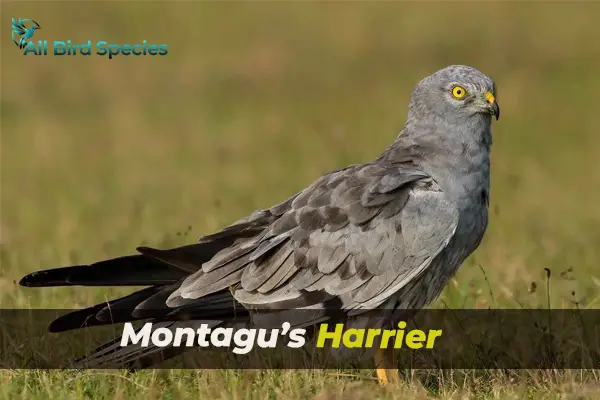 Montagu’s Harrier