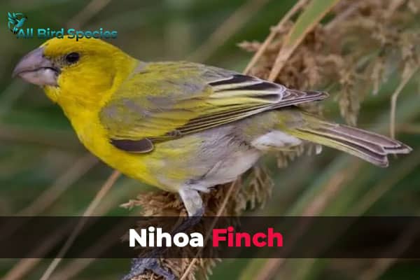 Nihoa Finch
