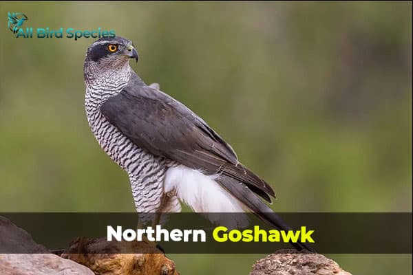 Northern Goshawk