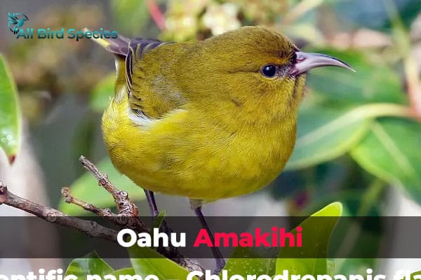 Oahu Amakihi