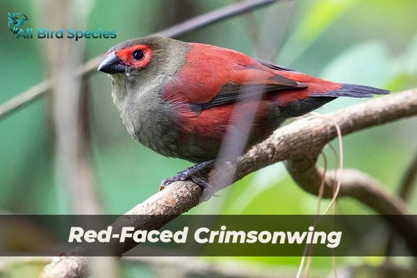 Red-Faced Crimsonwing