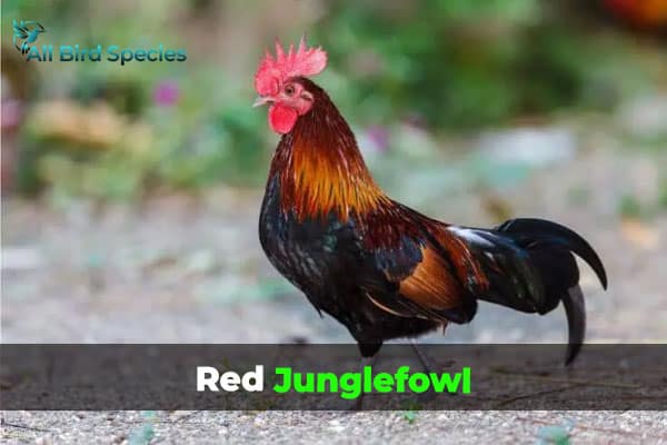 Red Junglefowl