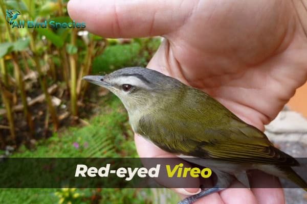 Red-eyed Vireo