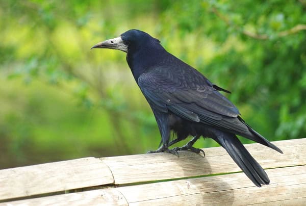 Rooks Reproduction and Breeding Habits