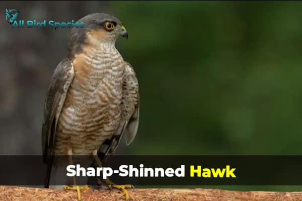 SHARP-SHINNED HAWK