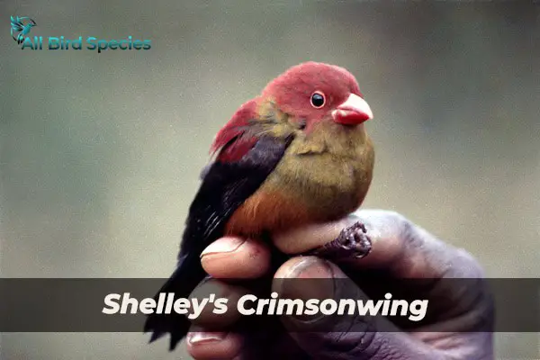 Shelley's Crimsonwing