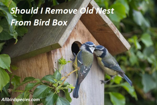 Should I Remove Old Nest From Bird Box