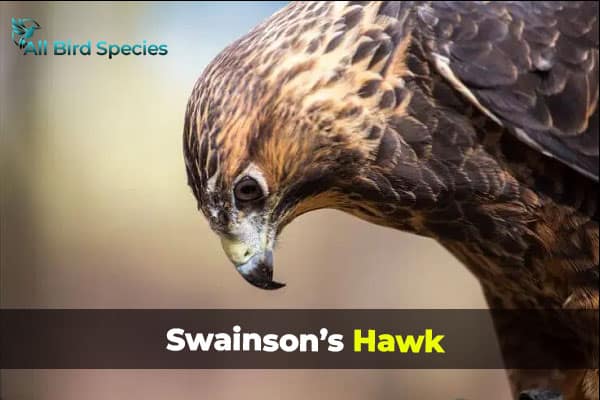 Swainson’s Hawk