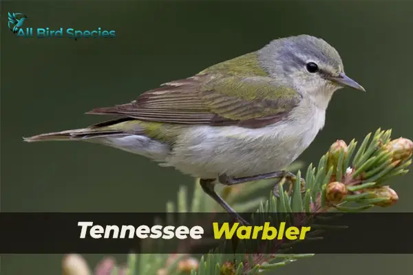 Tennessee Warbler