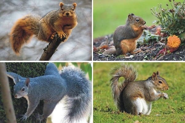 Types of squirrels in california
