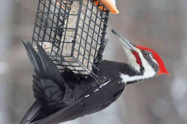 Ways to Attract Pileated Woodpeckers to Your Yard