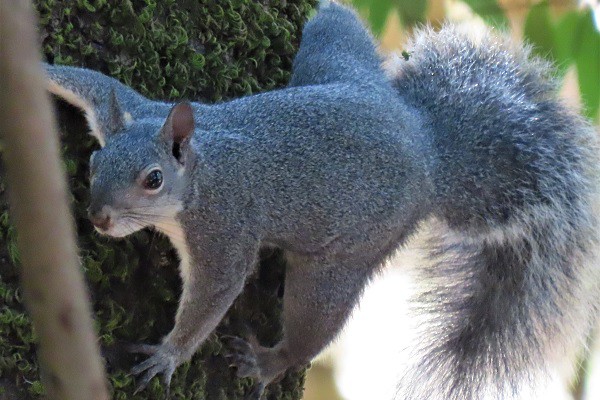 Western Gray Squirrels