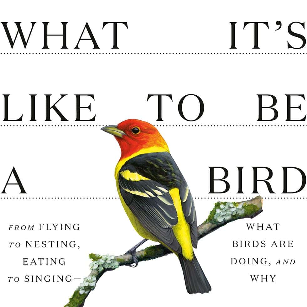 What It's Like to Be a Bird