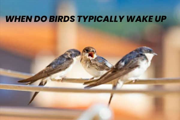 When Do Birds Typically Wake Up