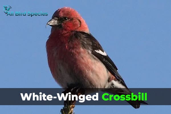 White-Winged Crossbill