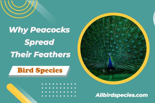 Why Peacocks Spread Their Feathers