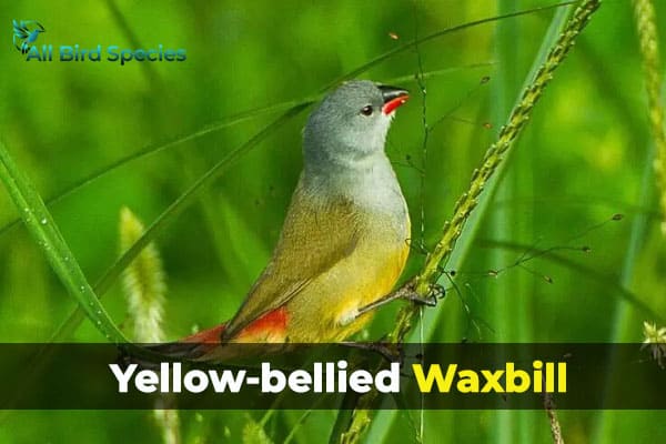 Yellow-bellied Waxbill
