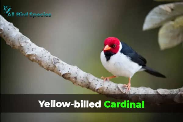 Yellow-billed Cardinal