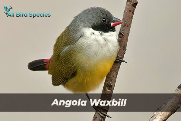 angola waxbill