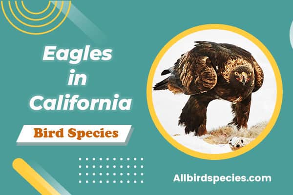 eagles in california