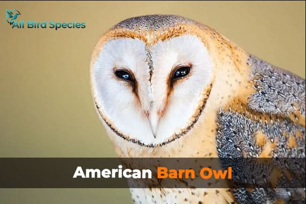 American Barn Owl
