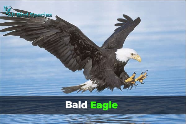 Bald Eagle