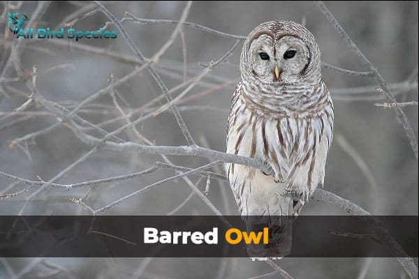 Barred Owl