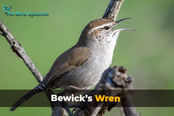 Bewick’s Wren