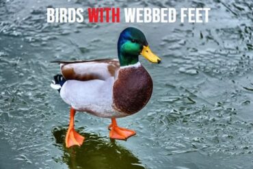 Birds With Webbed Feet