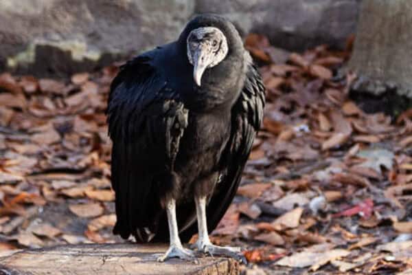 Black Vulture