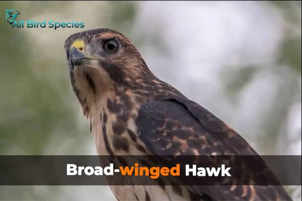 Broad-winged Hawk