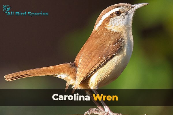 Carolina Wren