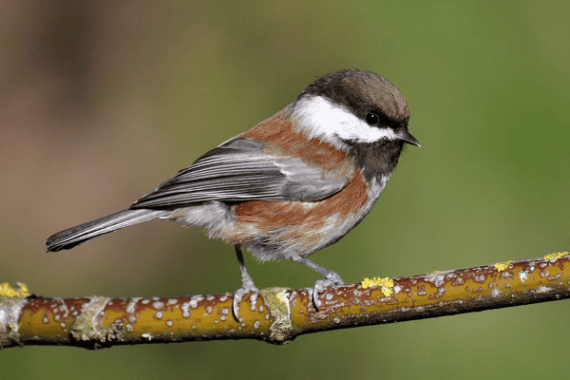 The 7 Species of Chickadees (With Photos) - All Bird Species