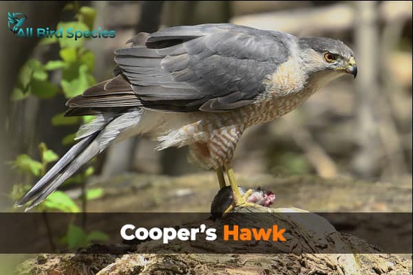 Cooper’s Hawk