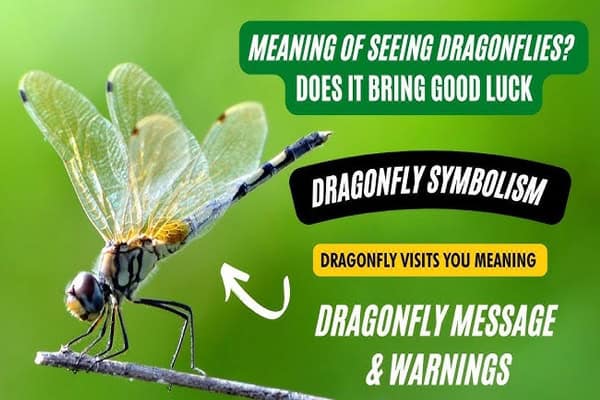 Dragonfly Spiritual Meaning